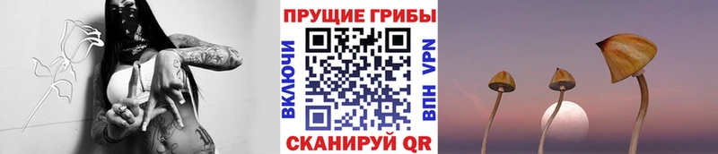 OMG рабочий сайт Высоцк Псилоцибиновые грибы Psilocybe цена наркотик
